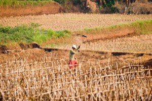 A farmer in the Bogor Regency of West Java, Indonesia ploughing a rice field during a drought. Due to lack of irrigation in rural areas, farmers who grow rain-dependent crops such as cucumbers, onions, and rice—staple foods in Indonesia—will be forced to delay planting or rely on other crops during droughts. Source: Danumurthi Mahendra
