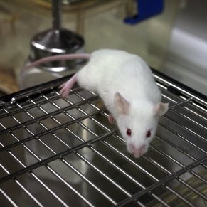 Lab_mouse_mg_3157