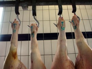 Pigs hanging from the ceiling in a typical American slaughterhouse. Source: Seniju