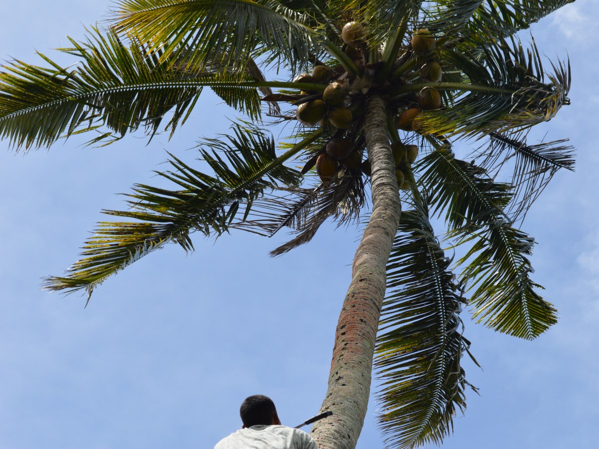 Samoa: Photo Feature