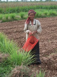 A Khmer woman in the fields; she is one of 1.2 million Khmer people who make up an ethnic minority group in Thailand. Source: Wikimedia Commons