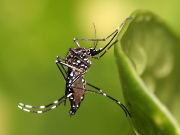 Zika: What History Can Tell Us About the Current&nbsp;Epidemic
