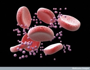 Zika virus particles and red blood cells. Illustration Credit: Maurizio De Angelis. Source: Wellcome Images.