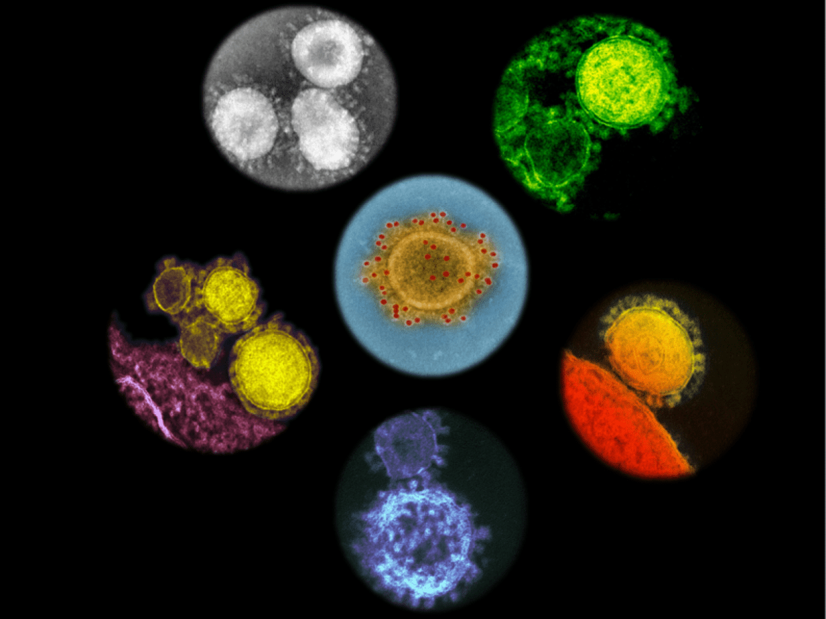 Strange Ways: What Virus Evolution Can Tell Us About the Next&nbsp;Epidemic