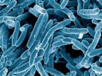 Tuberculosis: Returning to the Disease that Never&nbsp;Disappeared
