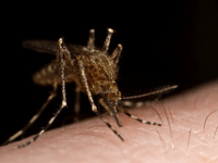 How Climate Change May Fuel the EEE Outbreaks in the United&nbsp;States