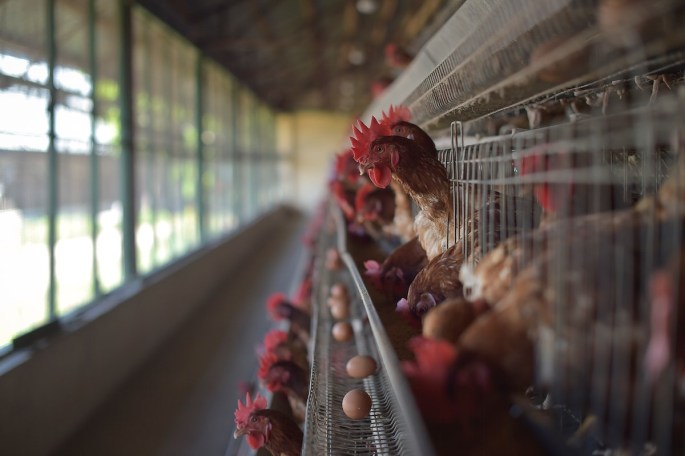 Bird Migration, Highly Pathogenic Avian Influenza, and a Potential Next&nbsp;Pandemic